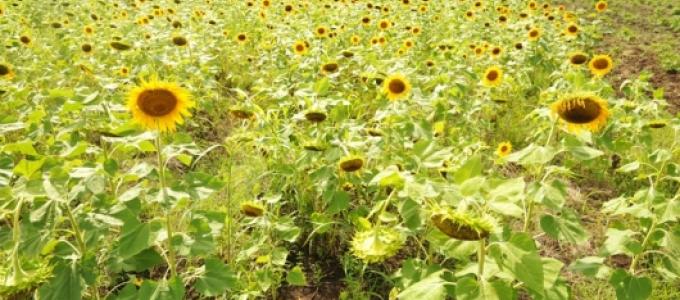 A flourishing sunflower garden A flourishing sunflower garden
